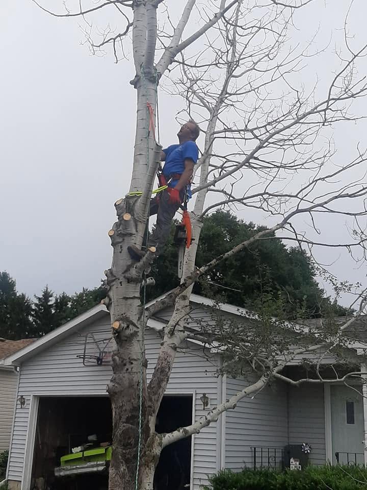 A Henry’s Lawn Care climber roped into a tree, taking it down section by section at a Rockford, IL home